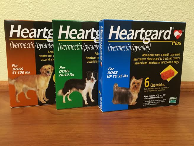 Heartworm treatment is available at Pet First Animal Hospital in Bradenton, FL